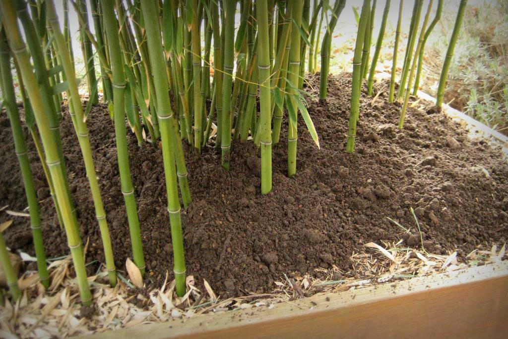 It's Not Work, It's Gardening! Manure